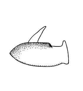 speciesimage
