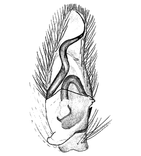 speciesimage