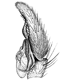speciesimage