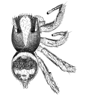 speciesimage