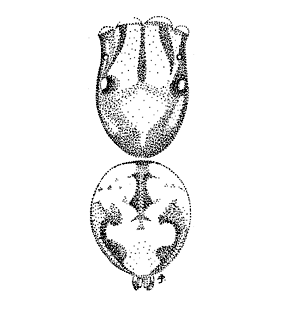speciesimage