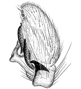 speciesimage