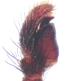 speciesimage