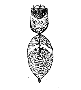 speciesimage