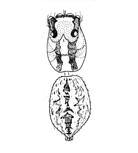 speciesimage