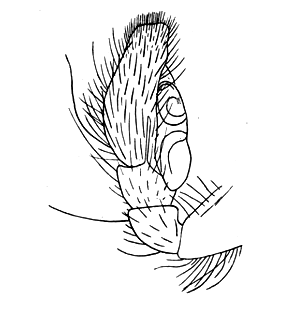 speciesimage