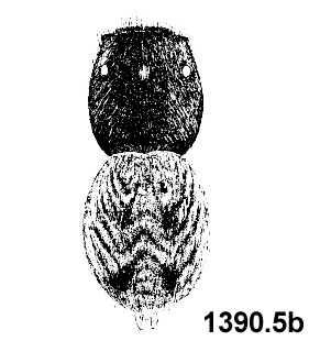speciesimage