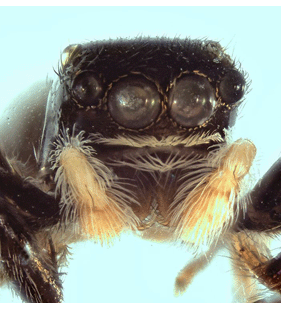 speciesimage