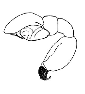 speciesimage