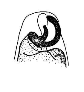 speciesimage