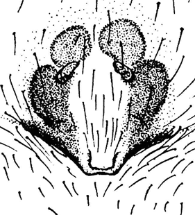 speciesimage
