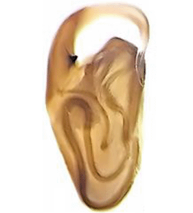 species