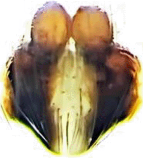 species