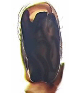 species