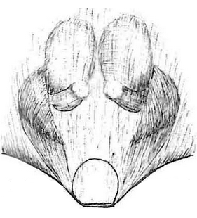 species