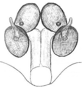 species