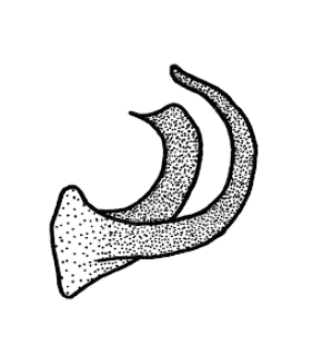 speciesimage