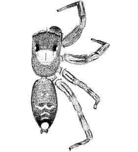 speciesimage