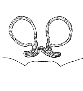 speciesimage