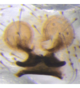species