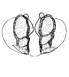 speciesimage