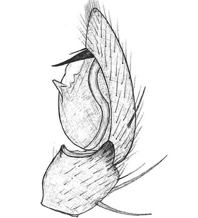 species