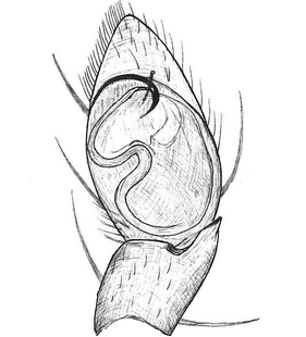 species