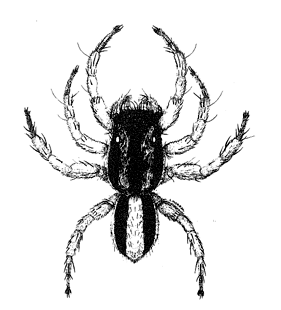 speciesimage