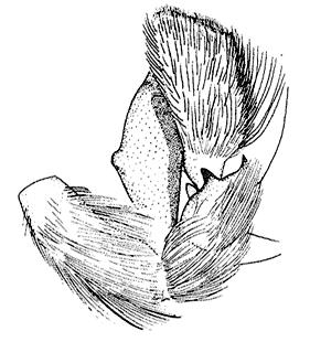 speciesimage