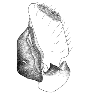 speciesimage