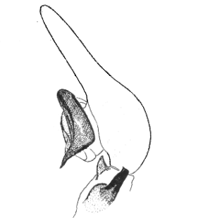 speciesimage