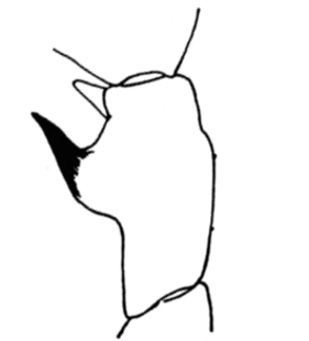 speciesimage