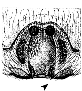 speciesimage