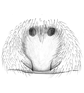 speciesimage