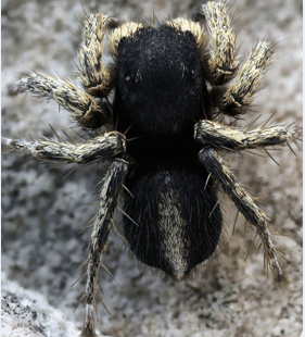 speciesimage