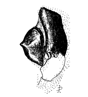 speciesimage