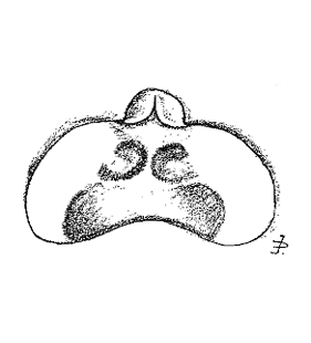 speciesimage