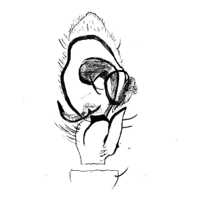 speciesimage