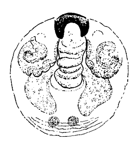 speciesimage