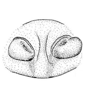 speciesimage
