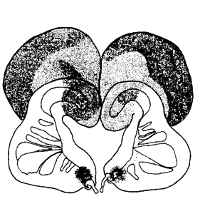 speciesimage