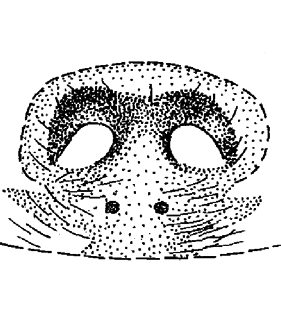 speciesimage
