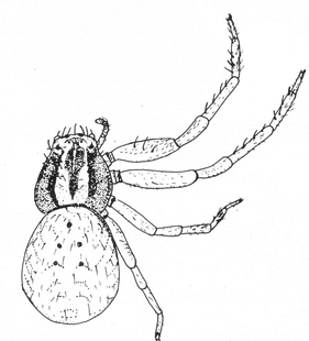 speciesimage