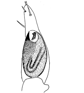 speciesimage