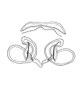 speciesimage