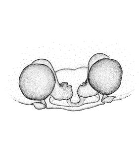 speciesimage