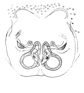 speciesimage