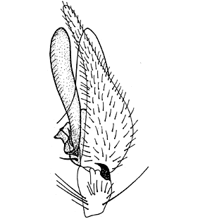 speciesimage
