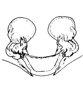 speciesimage