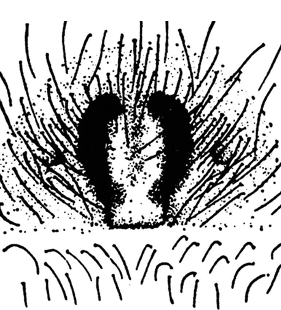 speciesimage
